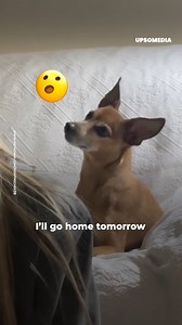 40K views · 963 reactions | Noa the dog had misbehaved and his human made a call to teach him a lesson. Noa's reaction was surprising, he understood everything! Credits: https://www.instagram.com/noapinscher39/ | The Kiwi | Facebook
