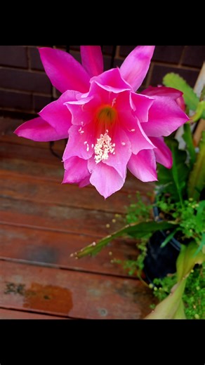 Christmas cactus is a vibrant, bell-shaped flowers that bloom around the holidays, though it can be a different type of holiday cactus that blooms. #cactus #flower #plants #christmascactus #indaghose90 | Indra Ghose
