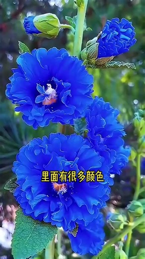 640 8种颜色的#蜀葵 颜色多样，花色艳丽，种一次年年有花看#花卉绿植#爱生活爱养花#重瓣蜀葵