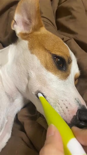 78K views · 1.1K reactions | My baby凉凉 #jackrussell #jackrussellterrier #dogsofinstagram #dog #jackrussellsofinstagram #jrt #dogs #puppy #jackrussellmoments #dogstagram #dogoftheday #doglover #jackrusselllove #instadog #doglife #puppylove #love #terrier #doglovers #jackrussellpuppy #jrtofinstagram #puppiesofinstagram #jackrussells #jackrussellfan #jackrussellworld #cute #dogsofinsta #jrtlove #jrtlovers #ilovemydogadorable | Jack Russell | Facebook