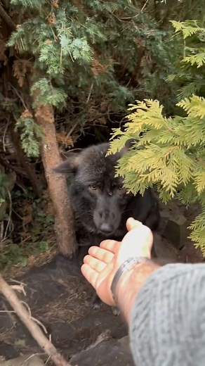 124K views · 1.9K reactions | #wolf #wolfdog #wolves #dog #art #wolfpack #nature #dogsofinstagram #love #wolfdogsofinstagram #wolvesofinstagram #animals #wolflover #husky #wolflovers #dogs #puppy #wolftattoo #drawing #wolfhybrid #furry #lobo #tattoo #wolfdogs #wildlife #artist #wolfart #photography #wolfstagram #digitalart | Wolf Lover | Facebook