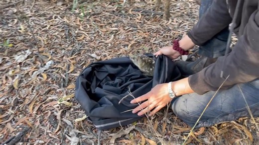 Gulf Savannah NRM on Reels