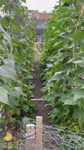 Come on a virtual visit to the Cathedral Kitchen Garden. It’s never looked better! 🥬 | St. James Cathedral, Seattle