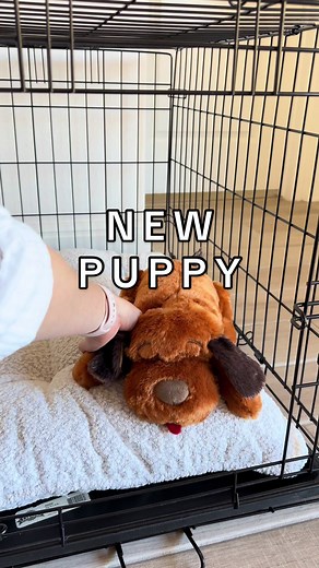Preparing for Your New Puppy: Tips and Tricks