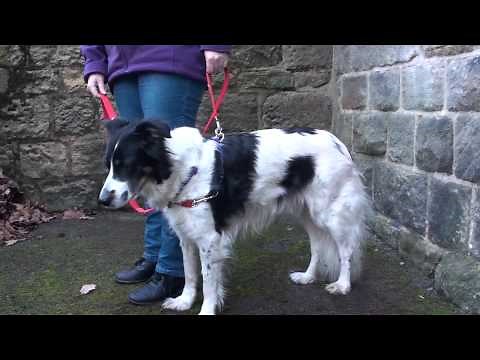 Using the Mekuti Balance Harness to stop dogs from pulling