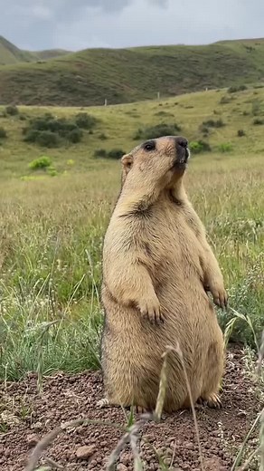 Prairie Dog Observations in Natural Habitat