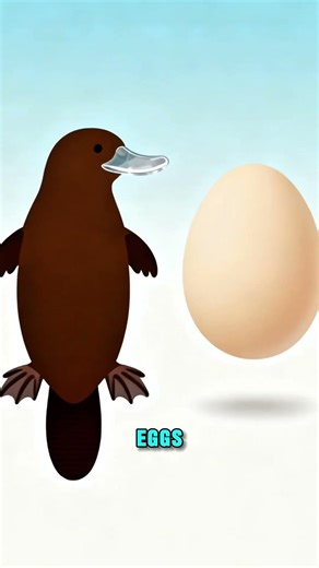 The Platypus: Nature’s Biggest Identity Crisis? 🦆🧪