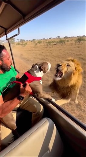 Dog Barking on Lion to Protect His Owner from This ANGRY Lion Attack!😨