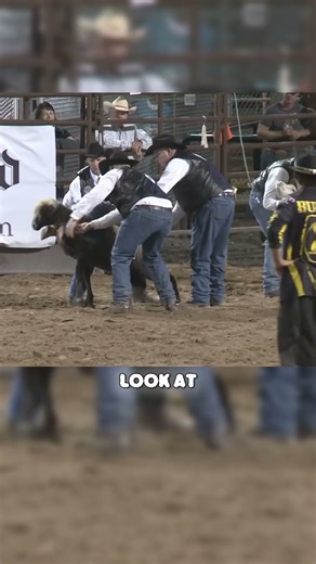 Kids Riding Sheep Like Cowboys?!