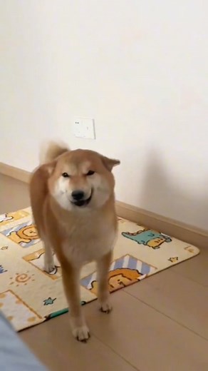 Smoll Cuties on Instagram: "Increasingly harder You Laugh You lose.. 🫵🤨 Challenge 😅😅 Get ready to witness the ultimate showdown of hilarious antics and doggone fun in our latest video! Watch as these furry friends compete for the title of the funniest dog on the block. From ridiculous tricks to unexpected surprises, these pups are guaranteed to leave you in stitches. Whether you're a dog lover or just looking for some lighthearted entertainment, this video is a must-see. So, grab your popcor