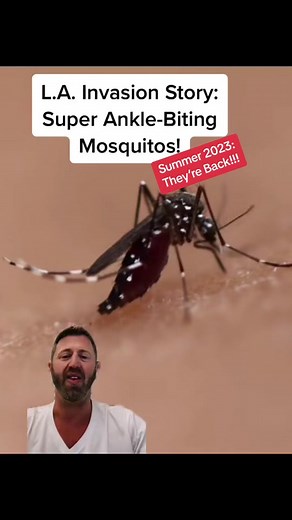 ICYMI, they’re back agin!!! Mosquitoes have always been a fact of life in Los Angeles but this new species is different. They are tenacious, and they are Ankle-biters! They arrived recently on shipping containers - smaller, faster, and they love to prey on humans. Let’s get into it! #mosquito #mosquitos #mosquitoes #mosquitobites #mosquitohack #losangeles #ilovela #la #insects #bugs #bugbites #lainaminute #insect #insectsoftiktok #mosquitobite