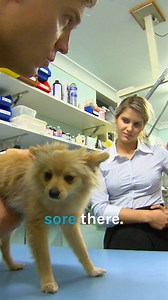 Swallowed bikini string causes stomach blockage in dog 🐶 | Bondi Vet