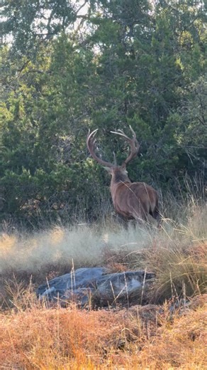 Our Red Stag hunts bring the power and prestige of a world-class trophy to South Texas. Enjoy chef-prepared meals, private lodging, and guided hunts across our premier ranches — where every detail is handled for you. Perfect for corporate retreats, family hunts, or the hunter chasing a true bucket-list animal. 📞 (979) 877-8348 | 🌐 southtexashuntingoutfitters.com #RedStagHunt #SouthTexasLuxuryHunting #TrophyExperience #STHO | South Texas Hunting Outfitters