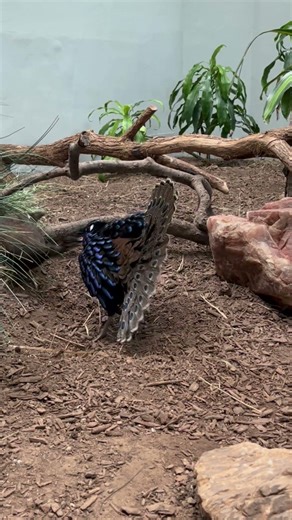 A romantic dinner date for Palawan peacock pheasants