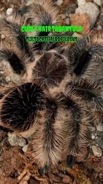 The FAMOUS Curly Hair Tarantula - Tliltocatl albopilosus #tarantula #spider #pettarantula #gagamba