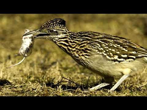 Roadrunners - AskMDC