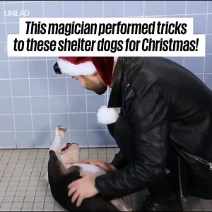 This magician visited an animal shelter to perform magic for dogs to show off their personalities and help them find a home 😍👏 Rob Bliss / John Stessel | UNILAD