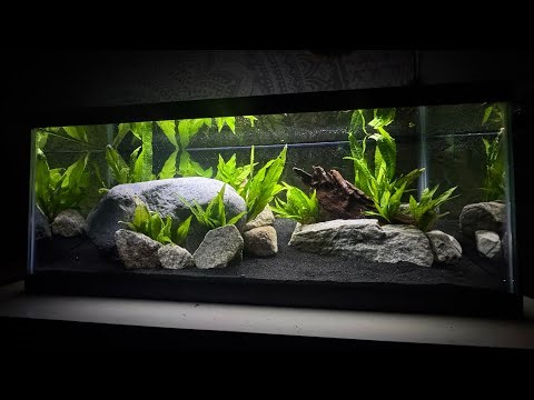 20 Gallon Low-Tech Java Fern Tank for Breeding Guppies