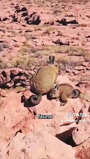 ¡Vive la aventura completa en San Pedro de Atacama con nuestro tour Piedras Rojas Lagunas Altiplanicas Laguna Chaxa! 🏜️🌅En este emocionante recorrido, exploraremos los tesoros naturales a lo largo de la majestuosa Ruta Internacional hacia Argentina, descubriendo lo mejor de la región. Aquí tienes un vistazo de lo que te espera: 🌟 Laguna Chaxa: Admira la elegancia de los flamencos y disfruta de vistas panorámicas en esta reserva nacional. 🏘️ Pueblo Socaire: Sumérgete en la cultura local y con
