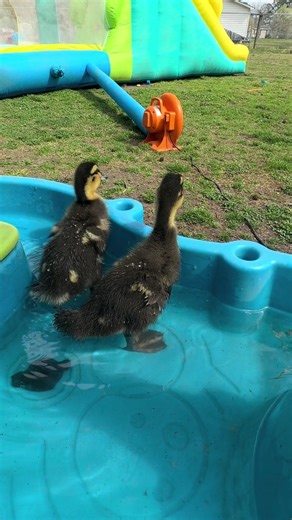 Baby duckies