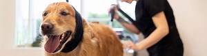 Pet Grooming Plymouth IN