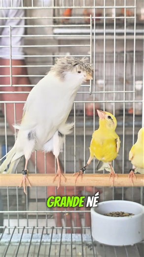 The Giant vs. The Little One: Lancashire and the Spanish Breed! 🕊