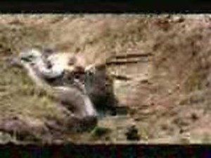 Python attacking Gazelle