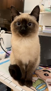 482K views · 10K reactions | I have to punch a wall to feel manly again   石榴不黑 #meowed #cutecat #cats #fyp #siamesecat #meow #cute #soundon #cutebaby | Meowed | Facebook