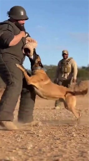 Belgian Malinois Action: Cinematic Dog Training #DogTraining #BelgianMalinois #CinematicAction