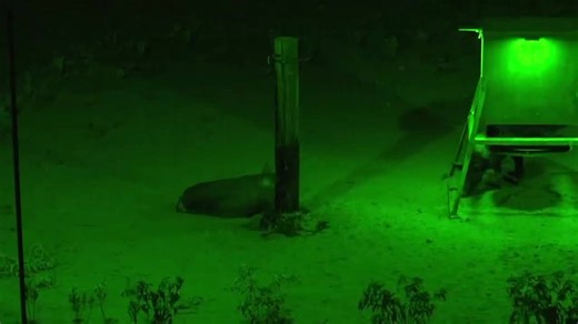 Elusive Wildlife Technologies on Instagram: "Unedited, raw footage. 3 hogs in a row with a suppressed rifle at 20 yards in a tripod. Not even subsonic ammo! We were shocked also! 1st hog was rubbing on the Pig Oil and would not let the other hogs near it. #trophyboarhunting #hogattractant #hoglure #hogbait #boarattractant #bearattractant #outfitterLights #boarhunting #nightlife #elusivewildlife #hoghunting #killlight #hoglights #huntinglights #nighthunting #pigoil"