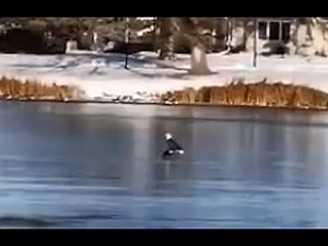 Bald Eagle attacks Canada Goose on Crescent Lake
