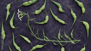 Rat tail radish (Raphanus sativus var. caudatus) on a table. Also known as serpent radish or tail-pod radish. Very ancient variety coming from Indonesia.