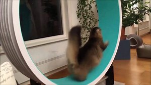 60 reactions · 18 shares | Cazami Cat Exercise Wheel, in conjunction with Ferris Cat Wheel. Stable, sturdy, sleek... | Cazami Cat Exercise Wheel | Facebook