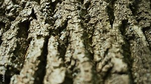 Texture of tree trunk in the park Close up of texture of an old oak tree bark. Tree bark background