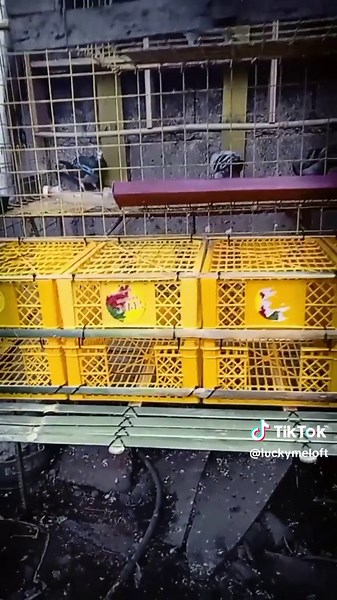 DIY Scrap to Simple Cage for Racing Pigeons