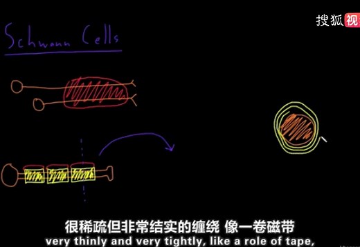 第48集：施旺细胞