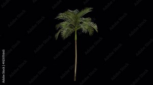 Areca Tree blowing in the wind. Wind blows the Betel-nut Palm Tree. Animated Areca Catechu Tree swaying in the wind with Transparent Background. Alpha Channel. Loop Animation