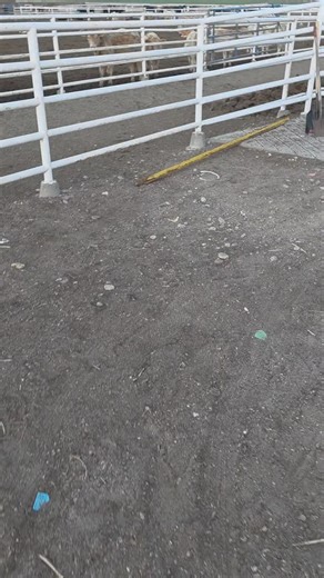 1.2K views · 49 reactions | Working on the cattle scale | High Plains Farmer | Facebook