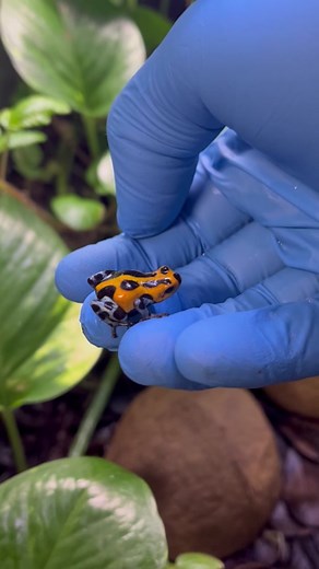 Collecting Poison Dart Frog Eggs: A Professional Breeder's Guide