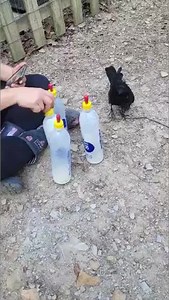 18K views · 1.7K reactions | Crow bowling follows fawn feeding. | Wild Heart Ranch | Facebook