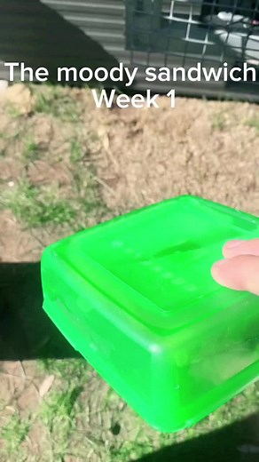 #moldysandwich moldy percentage 0 will be back in a week