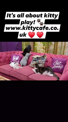 It's all about kitty play in Kitty Cafe Birmingham 🐾 For Bookings visit www.kittycafe.co.uk For Cat adoption visit www.kittycaferescue.org For our online shop visit www.kittycafeshops.co.uk 😻 We hope to see you soon, Kitty Cafe ❤️ ❤️ #kittycafe #cats #catsofinstagram #booknow #birmingham #activitiesforkids #familyfriendly #walkinswelcome #cutekittens #kittycafemenu #tuesday #catlovers #followusonfacebook #followusoninstagram #cutecats | Kitty Café