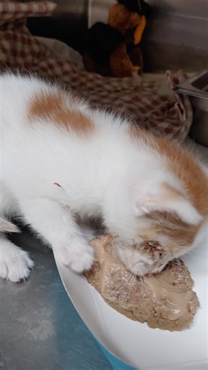 1.9K views · 88 reactions | Update: pending pick up! Squeak is 3...