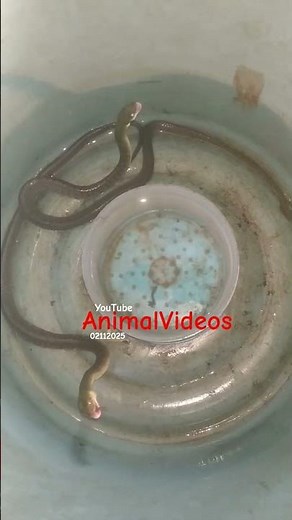 Rare Moment! Two Snakes Eating Frogs at the Same Time 🐍🐸