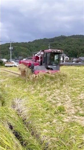fast process of harvesting rice using a combine harvester #process #harvestingrice #combineharvester