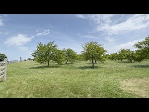 The Peach Orchard: 159th Anniversary of Gettysburg