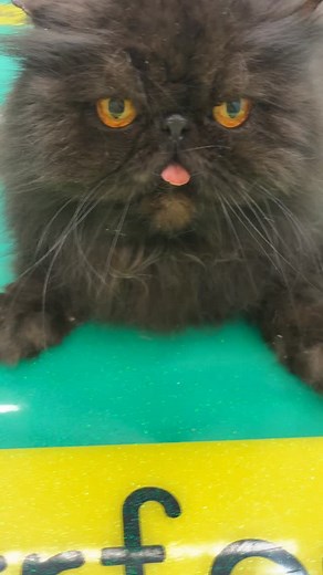 Before his nail trim, Ted E Bear must inspect the premises 😼🔍 Quality control level: Expert 🩵🐈‍⬛ #catgrooming #jupitercatgroomer #catbrush #catdesign #junobeach | Cat Spa