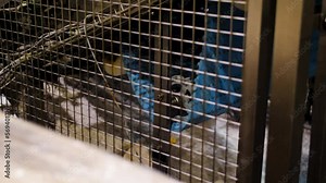 Rolling machine behind a metal fence