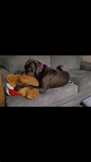 Christmas Bear 🐻 may not make it through the weekend 🐾🤦‍♀️ #foryou #worldoflabs #ilovemydog #ilovelabs #worldofdogs #dogstuff #dogreels #dogsdaily #dogoftheday #fyp #labrador #talesofalab #labradorretriever #dogsofinsta #instadog #ilovedogs #doglife #dogsdoingthings #foryoupage #dogvideos #labradorsofinstagram #dogstagram | Engine Powered Labradors