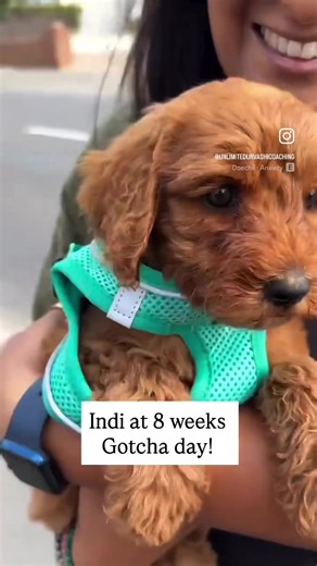 Why did you grow so quickly baby! Growth spurt in the last 4 weeks has been shocking. From 1.5kg the day we met you, to 2kg on pick up to 7.1kg today! #labradoodlesoftiktok #labradoodlepuppy #puppiesoftiktok #puppygrowth